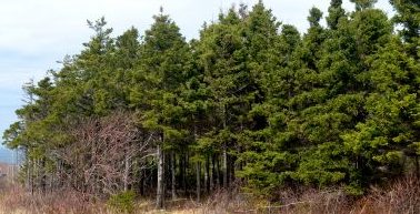 Planting the first tree of  Calum’s Forest & Welcome Gaelic Nova Scotia Month